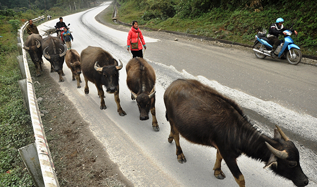 Winter sees migration of cattle, people in northern Vietnam