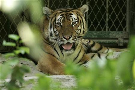 Chinese man jailed for 13 years for eating tigers