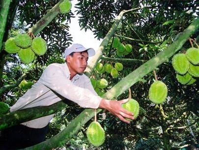 The record-holding fruit tree sapling incubator in southern Vietnam