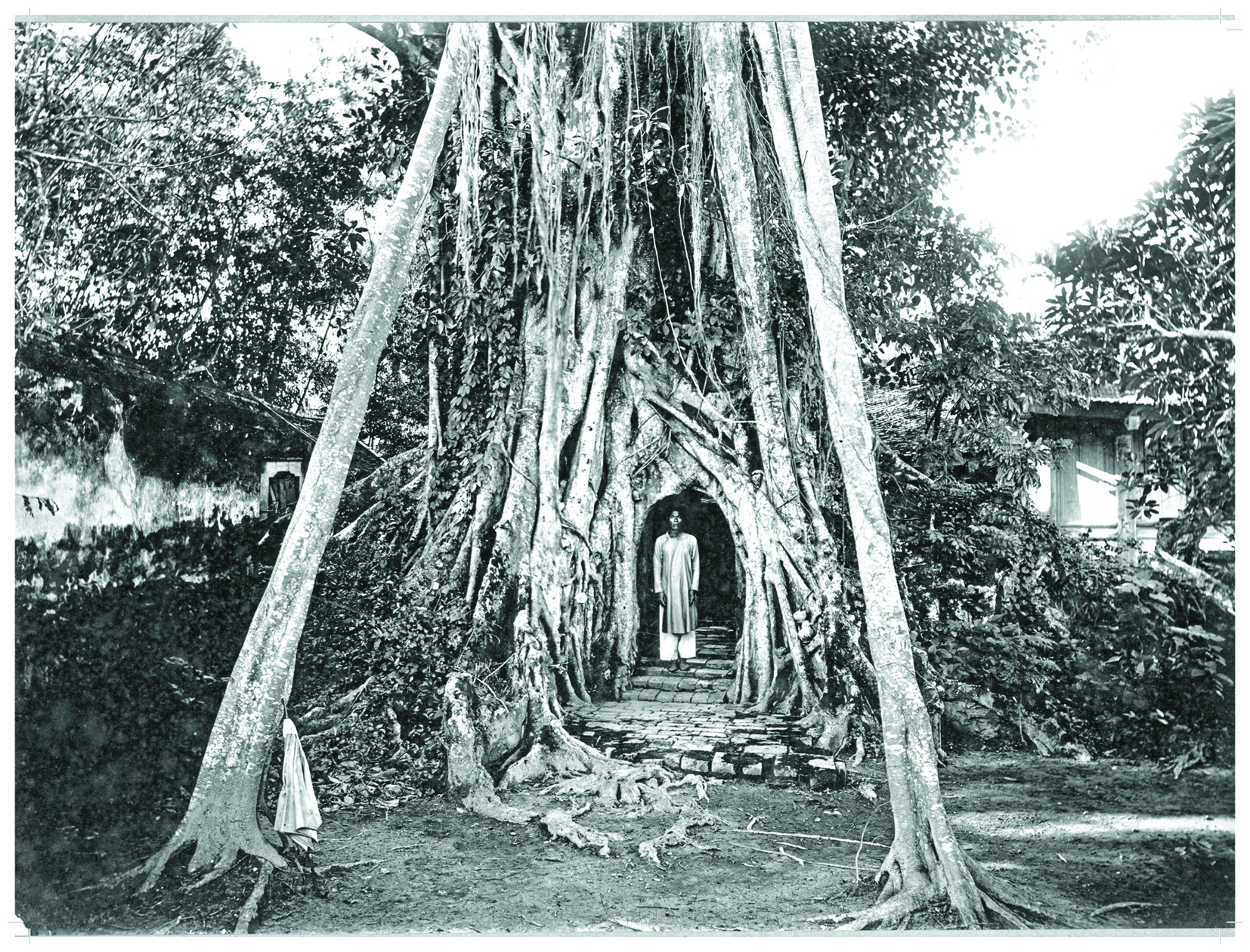 A sacred banyan tree in Co Loa Town in the northern province of Phuc Kien (now Hanoi)
