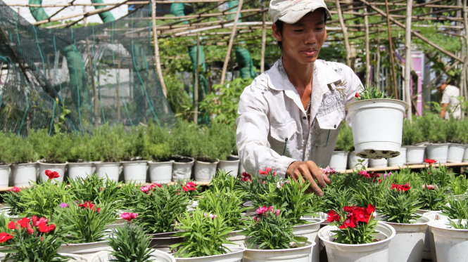 Tet flower growers on edge about damp sales