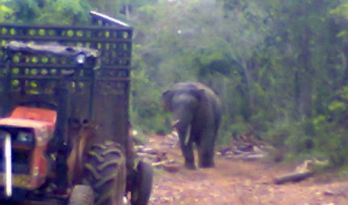 Residents live in great fear of elephant attacks in southern Vietnamese province
