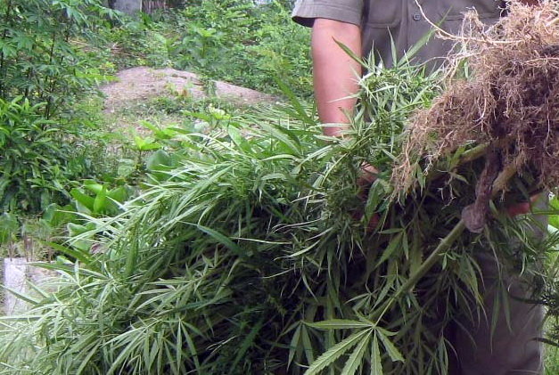 Over one tonne of marijuana plants found being grown in southernmost Vietnamese province