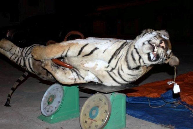 Vietnam hotel boss nicked for buying 303kg dismembered tiger to make bone glue