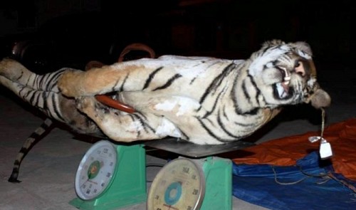 Vietnam hotel boss nicked for buying 303kg dismembered tiger to make bone glue