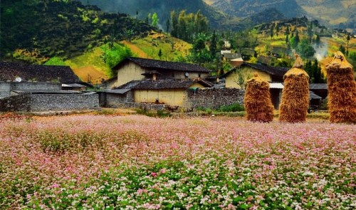 Flowering seasons across Vietnam tempting for backpackers, tourists