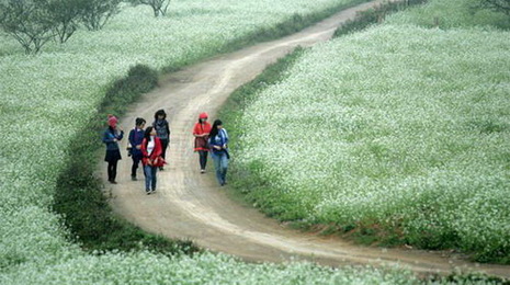Young backpackers take strolls along a path which meander through endless fields of lettuce flowers in Son La Province's Moc Chau District in northern Vietnam.
