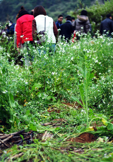 A patch of lettuce flowers are being trampled upon by a group of mindless backpackers in Son La Province's Moc Chau District.