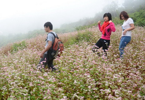 Young backpackers take strolls in a field of 'tam giac mach