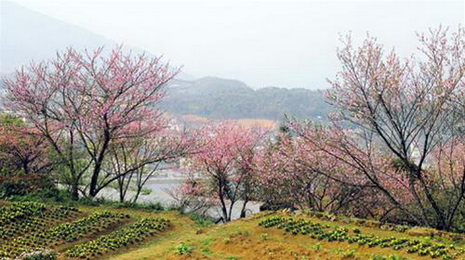 Awesome cherry blossoms in Sa Pa resort town in northern Vietnam's Lao Cai Province.