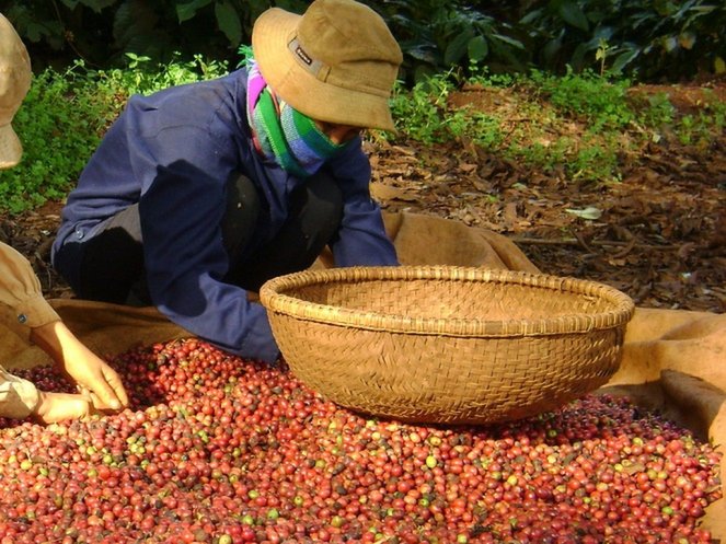 Vietnam to give soft loans for coffee replanting