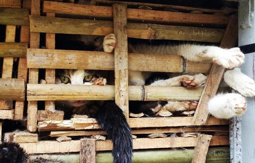 Thousands of live cats from China seized in Vietnam