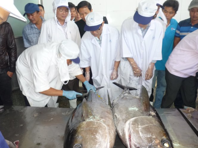 NHK films Vietnam’s 2nd catch of tuna destined for Japan