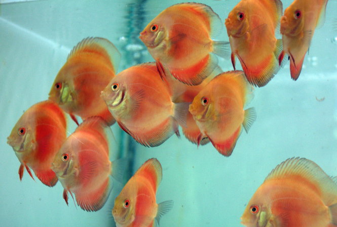 Ornamental fish make exotic Lunar New Year gifts in Vietnam (photos)