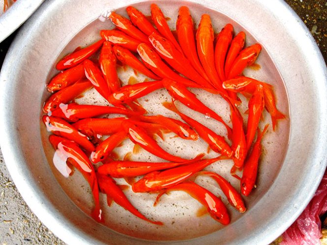 Tet red carps see off Kitchen Gods today, bring blessings (photos)