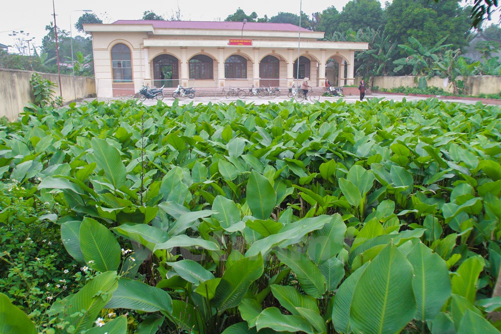 Trang Cat Village is famous among many villages and provinces in the northern region thanks to its 600-year history of planting “dong” leaves.