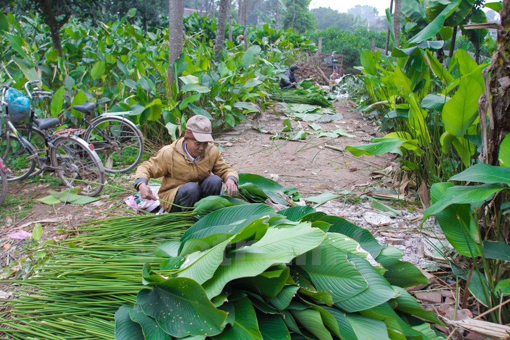 It does not take much time to grow “dong” plants but forming such a big, long-standing traditional village as Trang Cat is not an easy task. “Dong” leaves are classified by color and size after the harvest. According to a villager, “dong” leaves grown in Trang Cat Village have beautiful color and an irresistible taste.