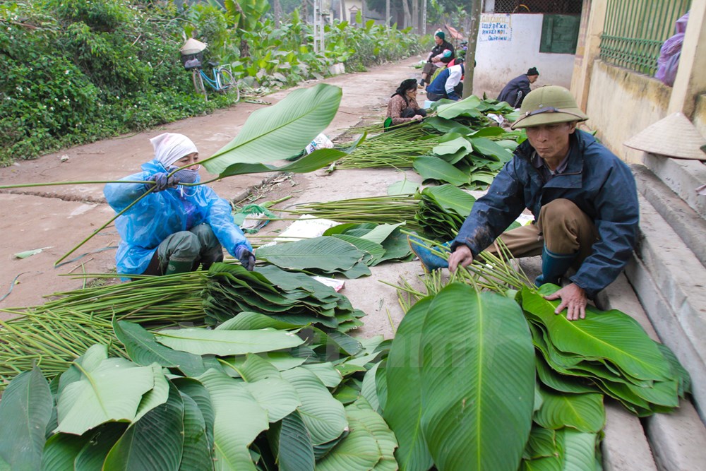 For 3-4 weeks before Tet, locals start harvesting “dong” leaves to provide for other provinces. The leaves are soaked in water to maintain freshness.