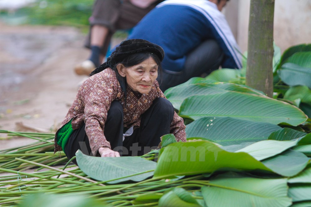 Nguyen Thi Nga, 83, a Trang Cat villager, said she has grown “dong” leaves since she was young and now helps her children harvest leaves.