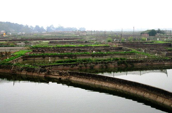 The ponds in Thuy Tram Village where red carps are raised.