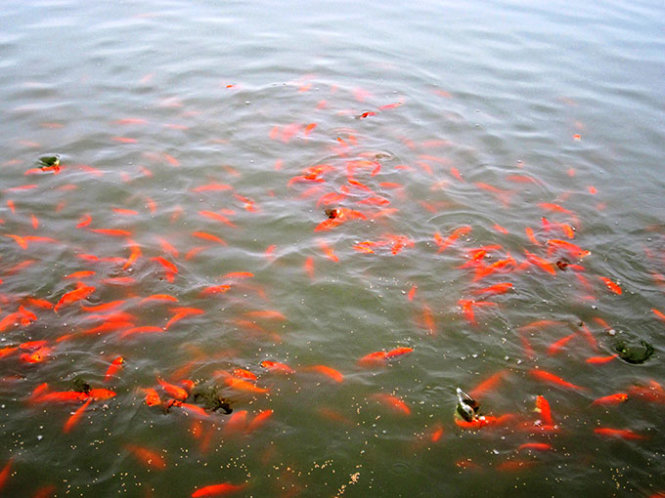 A pond full of red carps in Thuy Tram Village.
