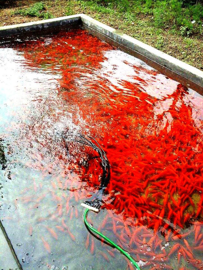Red carps are stored in a tank after being harvested from ponds to wait for customers and traders to pick them up.