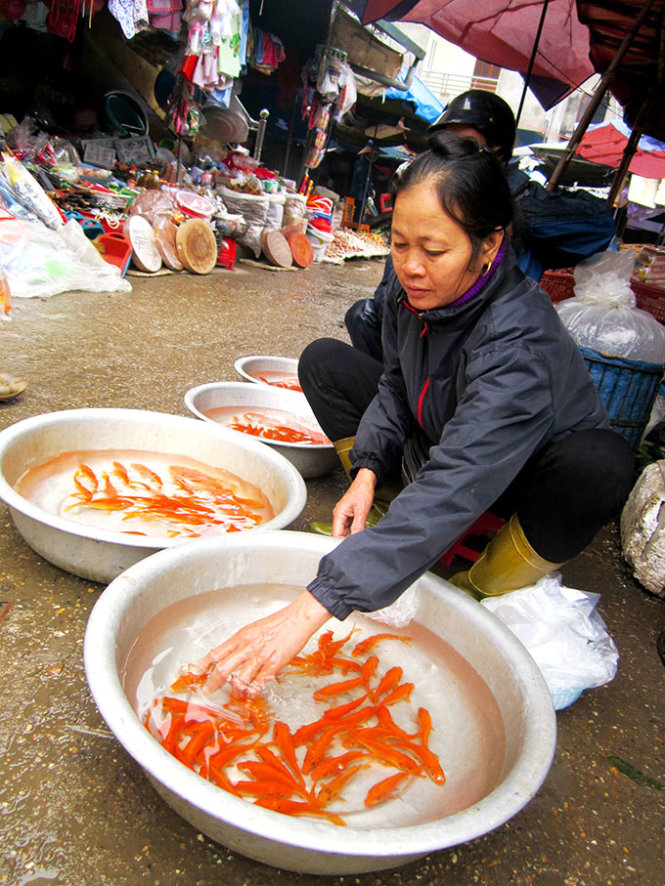Basinfuls of red carps add colors to the Tet market sessions in the northern province of Phu Tho.