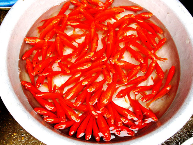 A basinful of gorgeous-looking, equal-sized red carps raised in Thuy Tram Village.