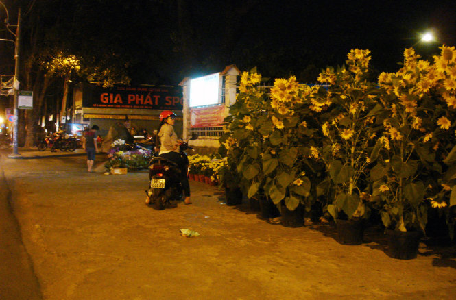 A young woman is shown taking a close look at the tubs of sunflowers at a flower market at Gia Dinh Park at 11:30 pm on February 11, 2015.