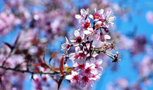 Da Lat streets stun tourists with cherry-like apricot blossoms