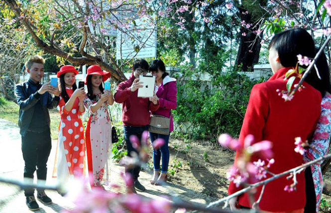 A group of tourists are seen taking photos of one another under flowering 