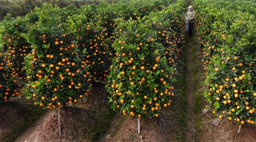 Toxic 'Tet' kumquats highlight Vietnam's pesticide problem