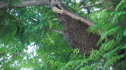 Firefighters destroy large bee’s nest following deadly stings in southern Vietnam