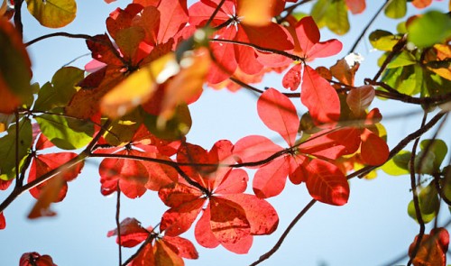 Vietnam’s Nha Trang turns elegant with reddish catappa leaves