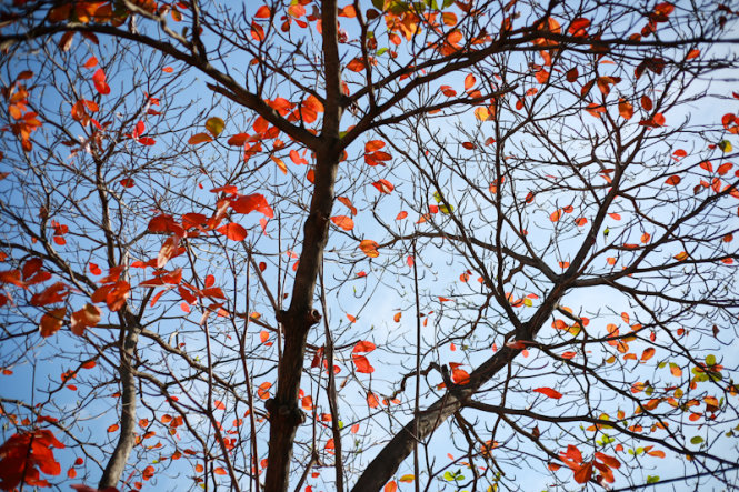 Reddish catappa leaves are shown with the background of the clear blue sky in Nha Trang.