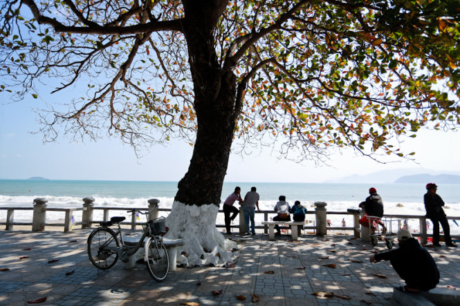 Nha Trang locals are pictured reveling in the welcoming sea breezes beneath the shade of the catappa trees which line Tran Phu Street, one of the city’s major streets.