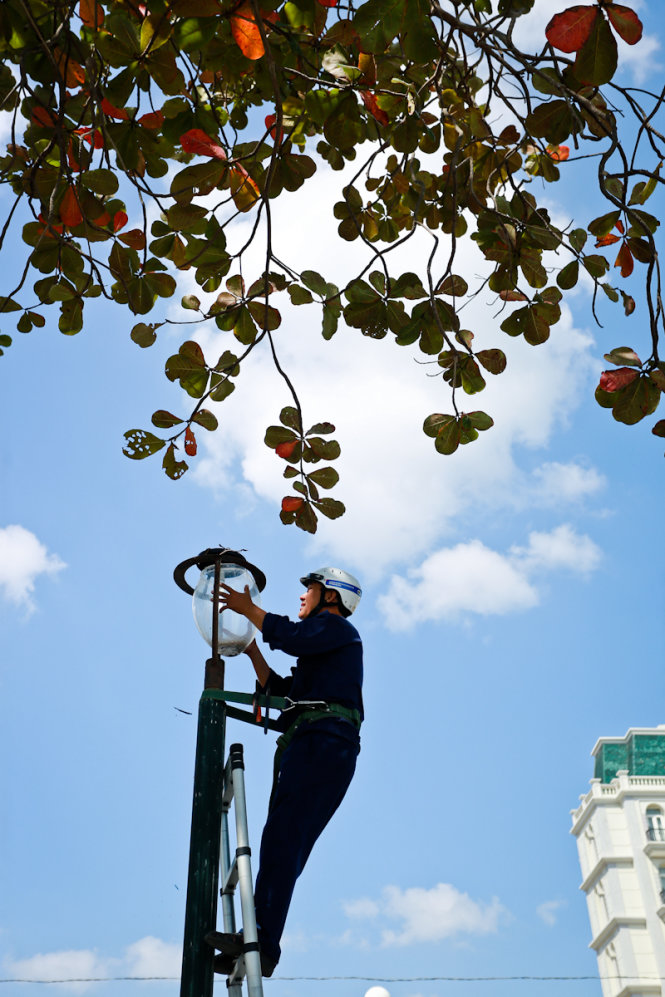 An electricity worker works beneath the catappa foliage.