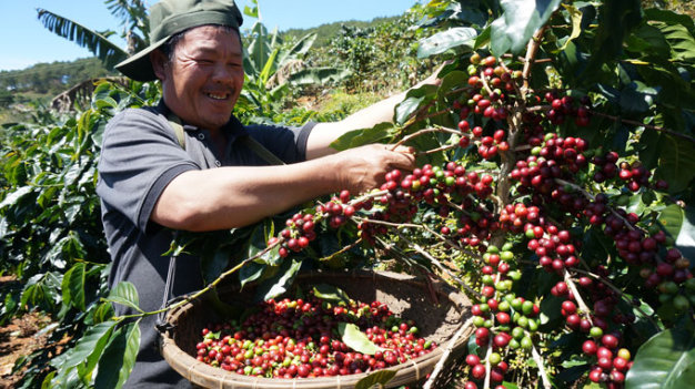 Coffee hoarding: Vietnamese speculators pressure global robusta deficit