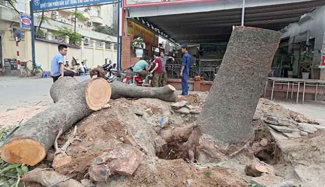 Vietnam capital U-turns on tree felling after public outcry