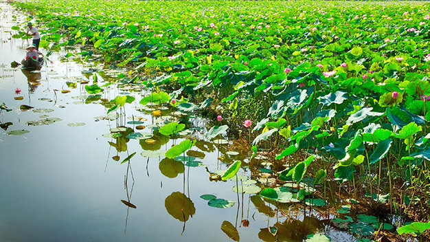 Fishing, lotus tours in southern Vietnam beguile tourists