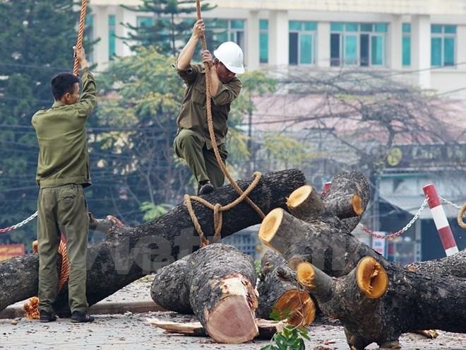 Hanoi still mulling the fate of 6,700 trees along streets