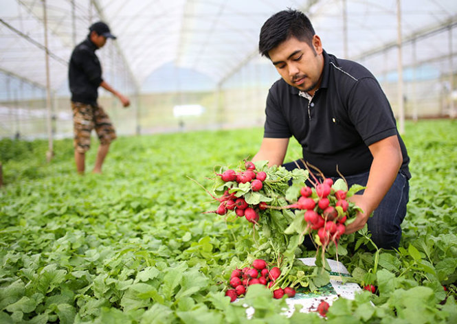 Japan suggests building agro-industrial park in Vietnam’s veggie hub