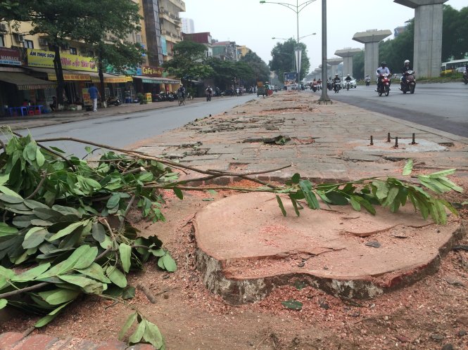 On the slaughter of trees in Vietnam capital