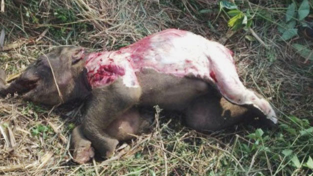 Baby elephant dies with skin frayed, feet gone, tail severed in central Vietnam
