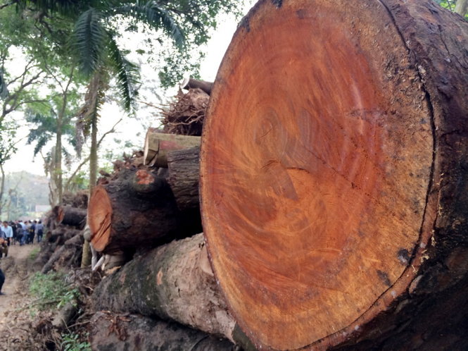 Architects, netizens make film against ‘tree massacre’ in Vietnam capital