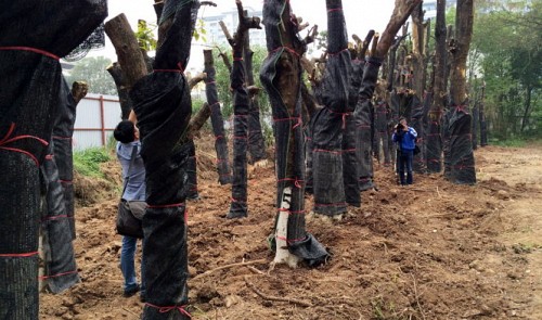 2 Hanoi construction officials asked to review responsibility in ‘tree massacre’ plan