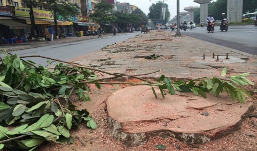 On the slaughter of trees in Vietnam capital