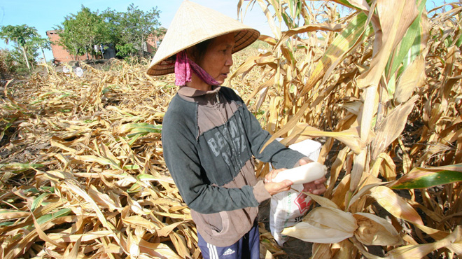 Serious drought may last until September in south-central Vietnam: forecast