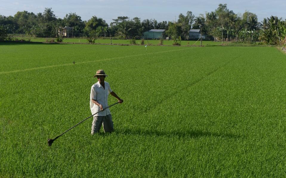 Vietnam rice boom heaping pressure on farmers, environment
