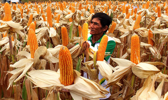 Vietnam licenses genetically modified corn amid scientists’ concerns